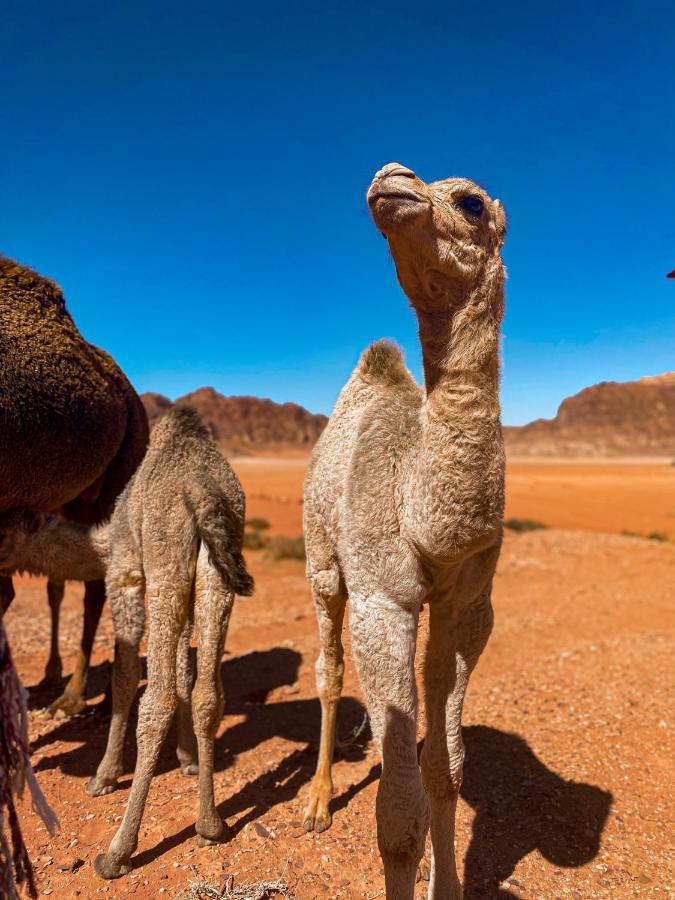 Wadi Rum Polaris Camp Luaran gambar